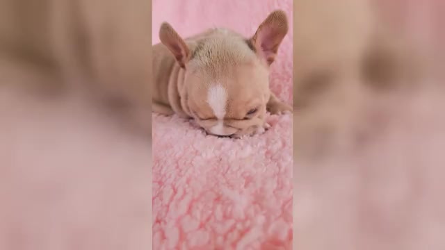 Video preview image #1 French Bulldog Puppy For Sale in LAS VEGAS, NV, USA