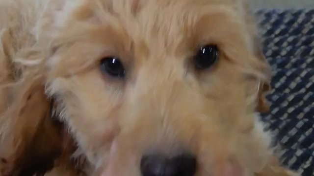 Video preview image #1 Goldendoodle (Miniature) Puppy For Sale in MILLERSBURG, OH, USA