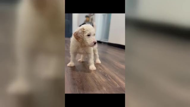 Video preview image #1 Bernedoodle-Poodle (Standard) Mix Puppy For Sale in MENIFEE, CA, USA