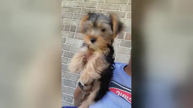 Video preview image #3 Yorkshire Terrier Puppy For Sale in KATY, TX, USA