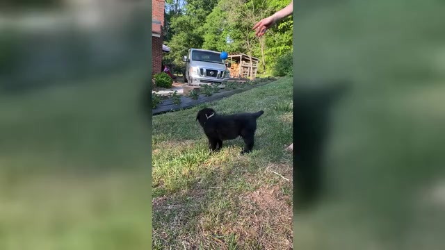 Video preview image #1 Labrenees Puppy For Sale in ROYSTON, GA, USA