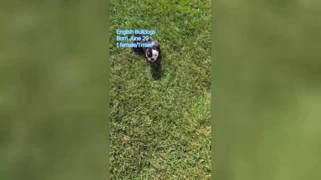Video preview image #1 English Bulldog Puppy For Sale in GOSHEN, IN, USA