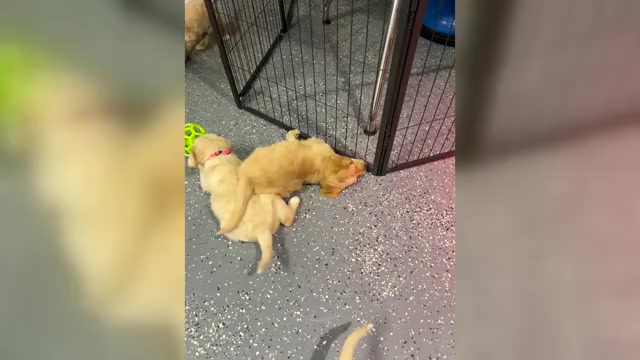 Video preview image #1  Breeder Profile in FORT LAUDERDALE, FL, USA