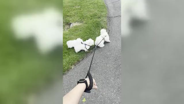 Video preview image #1 Coton de Tulear Puppy For Sale in NO POTOMAC, MD, USA