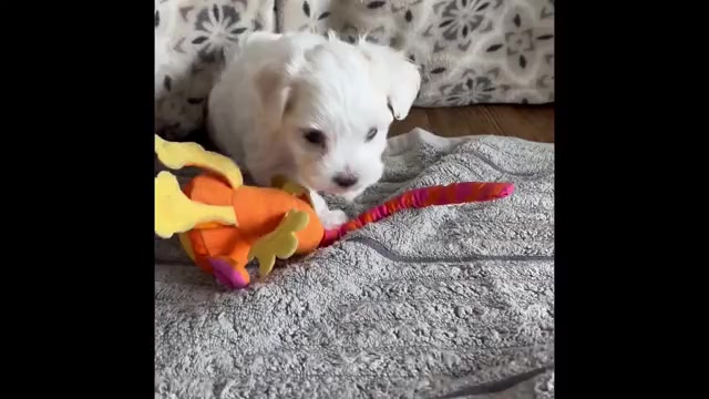 Video preview image #1 Maltese Puppy For Sale in ROCK STREAM, NY, USA