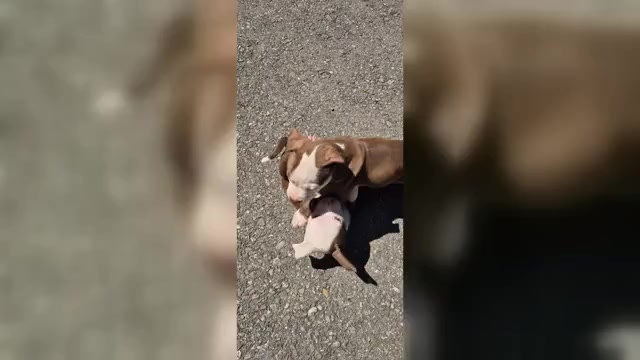 Video preview image #1 American Pit Bull Terrier-Unknown Mix Puppy For Sale in EAST STROUDSBURG, PA, USA