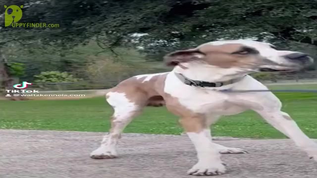 Video preview image #10  Breeder Profile in HUNTSVILLE, TX, USA