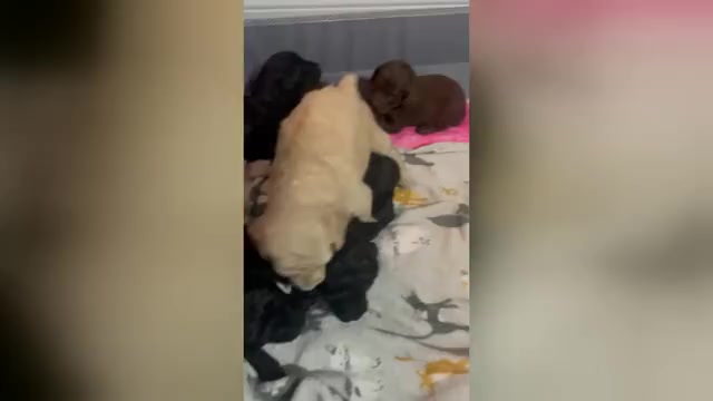 Video preview image #1 Poodle (Miniature) Puppy For Sale in SAINT AUGUSTINE, FL, USA