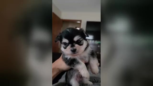 Video preview image #6 Chihuahua Puppy For Sale in SAINT MARYS, GA, USA