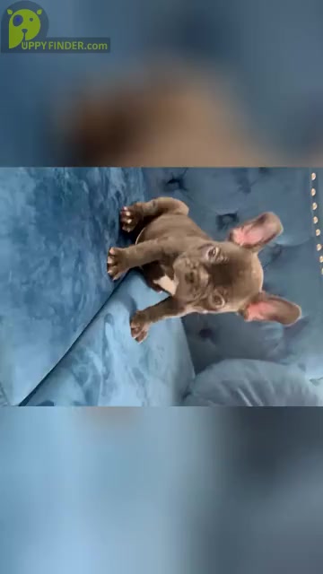 Video preview image #5 French Bulldog Puppy For Sale in GLENDALE, CA, USA