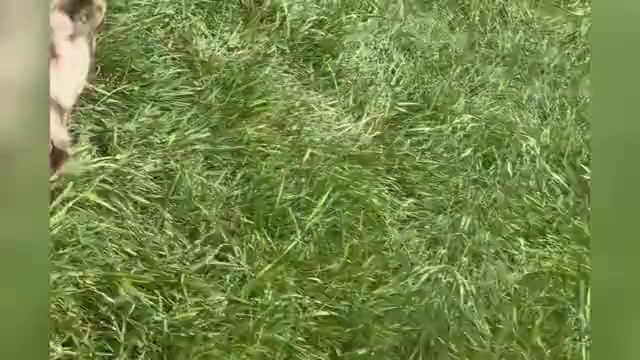 Video preview image #1 Dachshund Puppy For Sale in WARSAW, IN, USA