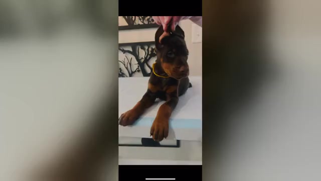 Video preview image #4 Doberman Pinscher Puppy For Sale in COLORADO SPRINGS, CO, USA