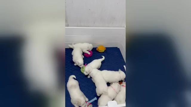 Video preview image #1  Breeder Profile in CORY, IN, USA