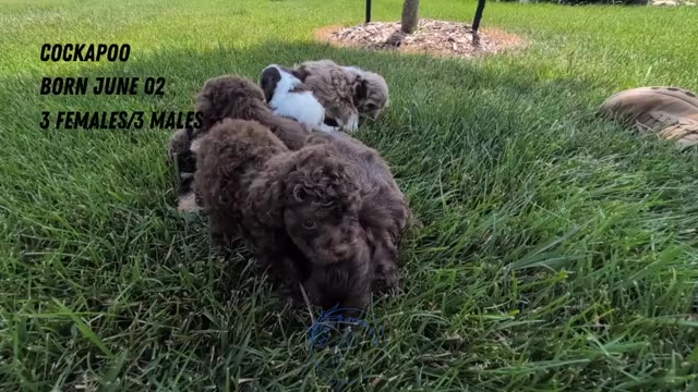 Video preview image #3 Cock-A-Poo Puppy For Sale in GOSHEN, IN, USA