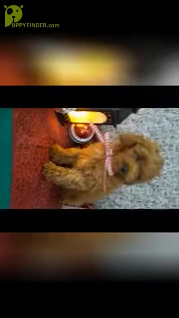 Video preview image #1 Cavapoo Puppy For Sale in SHIPSHEWANA, IN, USA