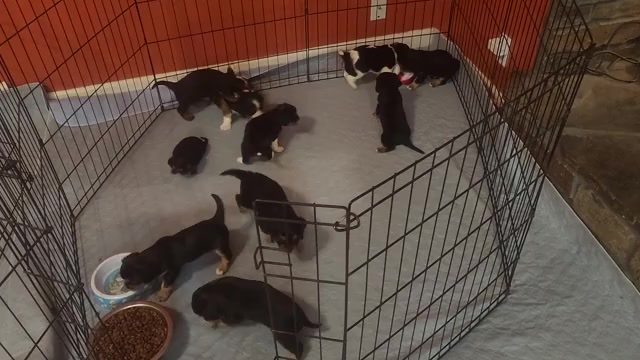 Video preview image #1 Aussalier Puppy For Sale in ATHOL, ID, USA