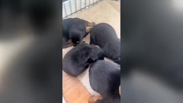 Video preview image #1 Rottweiler Puppy For Sale in WILLINGTON, CT, USA
