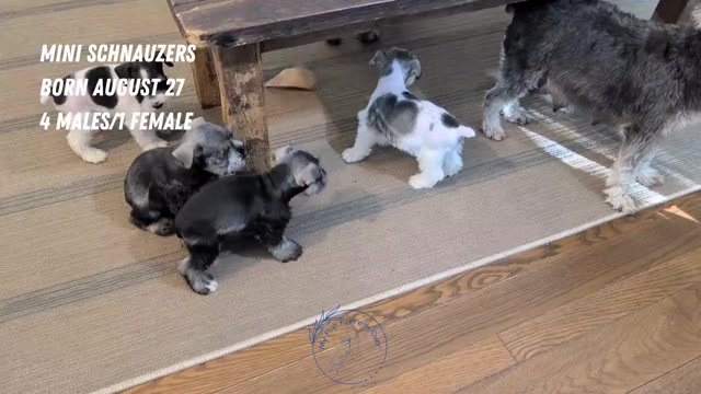 Video preview image #1 Schnauzer (Miniature) Puppy For Sale in GOSHEN, IN, USA