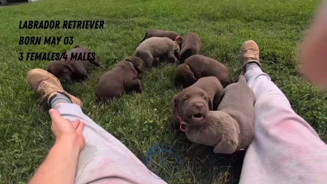 Video preview image #5 Labrador Retriever Puppy For Sale in GOSHEN, IN, USA