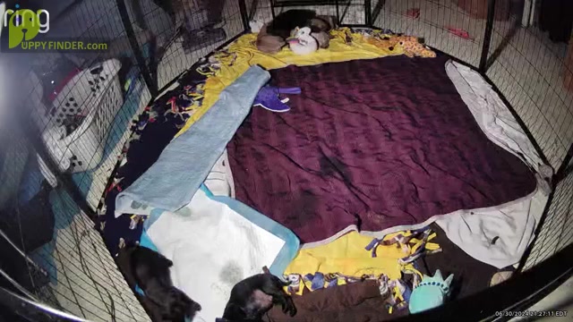 Video preview image #5  Breeder Profile in CINCINNATI, OH, USA