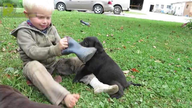 Video preview image #1  Breeder Profile in LOUDONVILLE, OH, USA