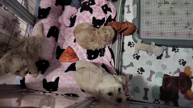 Video preview image #15 Maltipoo (Miniature) Puppy For Sale in SAN ANTONIO, TX, USA