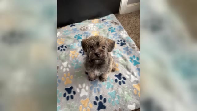 Video preview image #1 Morkie-Schnauzer (Miniature) Mix Puppy For Sale in MEMPHIS, TN, USA
