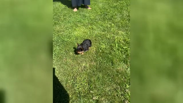 Video preview image #1 Yorkshire Terrier Puppy For Sale in NAPPANEE, IN, USA