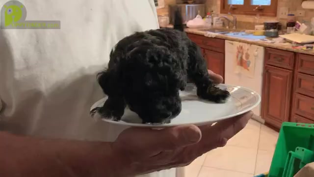 Video preview image #4 Poodle (Toy) Puppy For Sale in ARLINGTON HTS, IL, USA