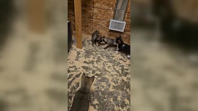 Video preview image #1 Swedish Vallhund Puppy For Sale in GRAND LEDGE, MI, USA