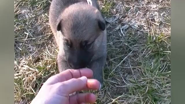 Video preview image #1 German Shepherd Dog Puppy For Sale in PIEDMONT, MO, USA
