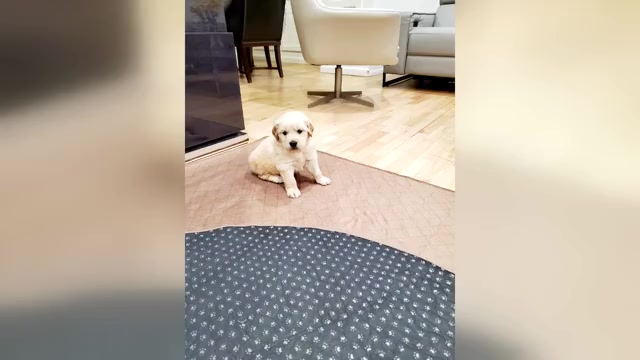 Video preview image #6  Breeder Profile in SPRING VALLEY, NY, USA