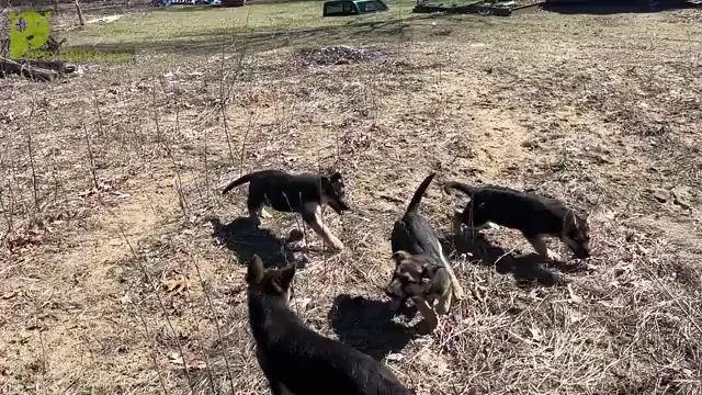 Video preview image #3 German Shepherd Dog Puppy For Sale in FENNVILLE, MI, USA