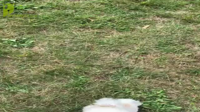 Video preview image #15 Cavapoo Puppy For Sale in WARSAW, IN, USA