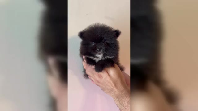 Video preview image #1 Pomeranian Puppy For Sale in ORLANDO, FL, USA