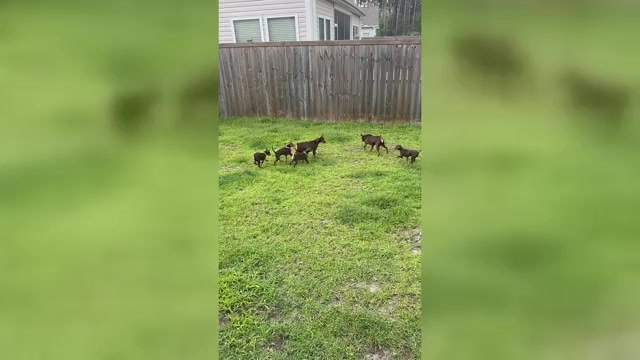 Video preview image #1 Miniature Pinscher Puppy For Sale in SUMMERVILLE, SC, USA