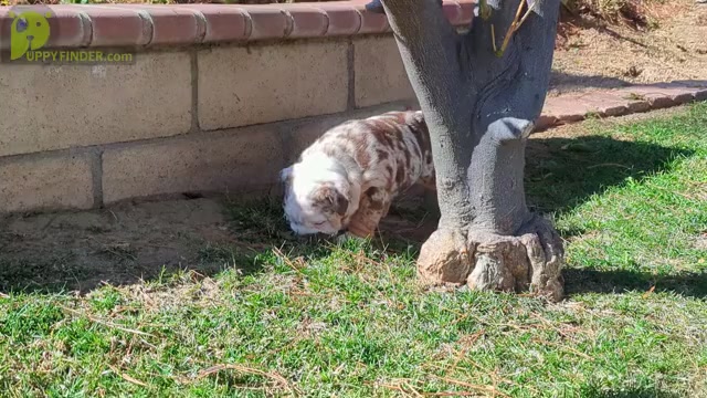 Video preview image #2 English Bulldog Puppy For Sale in RIVERSIDE, CA, USA