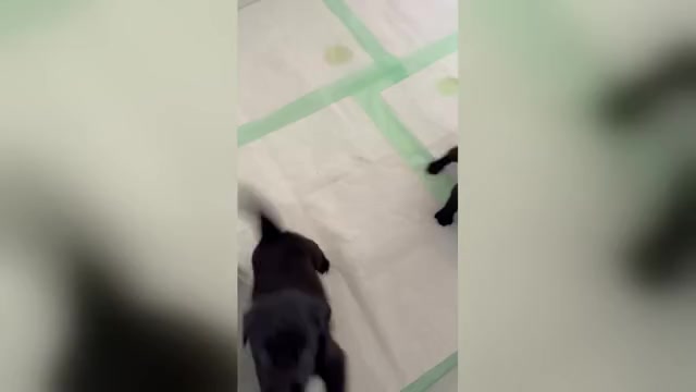 Video preview image #3 Australian Retriever Puppy For Sale in NEWCOMERSTOWN, OH, USA