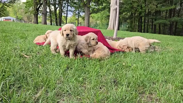 Video preview image #1 Golden Retriever Puppy For Sale in PRINCEVILLE, IL, USA