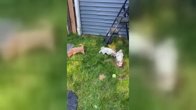 Video preview image #1 Goldendoodle (Miniature) Puppy For Sale in TOMS RIVER, NJ, USA