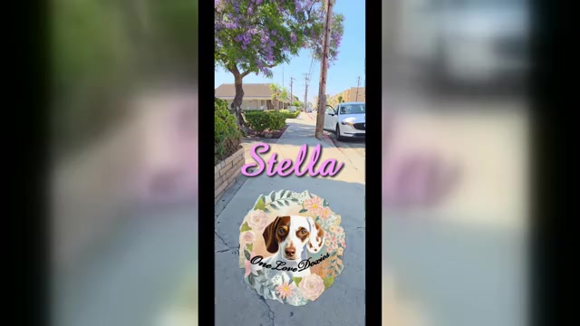 Video preview image #2  Breeder Profile in HAWTHORNE, CA, USA