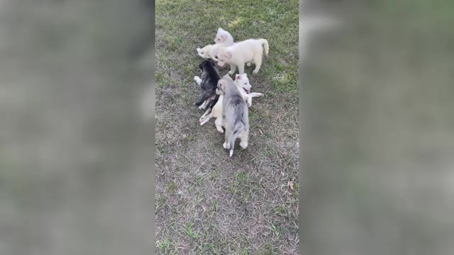 Video preview image #1 Siberian Husky Puppy For Sale in HILLISTER, TX, USA