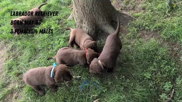 Video preview image #2 Labrador Retriever Puppy For Sale in GOSHEN, IN, USA