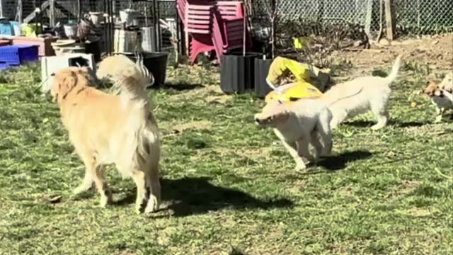 Video preview image #1 Goldendoodle Puppy For Sale in ORANGE, CT, USA