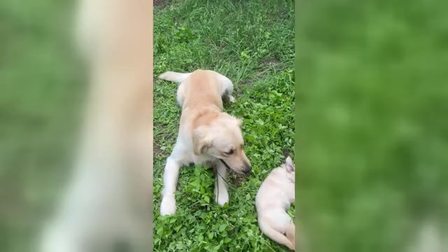 Video preview image #6 Golden Retriever Puppy For Sale in SAN MARCOS, TX, USA