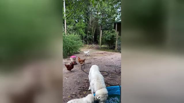 Video preview image #1 Great Pyrenees Puppy For Sale in GILBERT, SC, USA