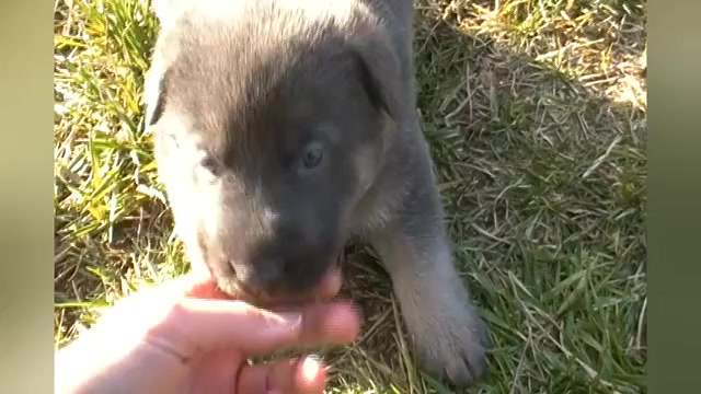 Video preview image #1 German Shepherd Dog Puppy For Sale in PIEDMONT, MO, USA