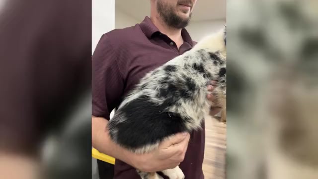 Video preview image #3 Australian Shepherd Puppy For Sale in TYLER, TX, USA