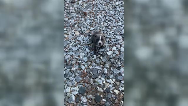 Video preview image #3 American Pit Bull Terrier Puppy For Sale in STONE MOUNTAIN, GA, USA