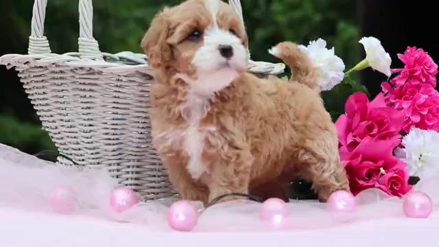 Video preview image #1 Cavapoo Puppy For Sale in JONES, MI, USA